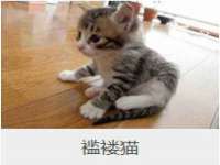 苏州墨哲根商贸有限公司